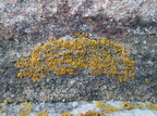 Xanthoria calcicola (Vortet væggelav)