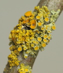 Polycauliona polycarpa, Xanthoria polycarpa (Mangefrugtet væggelav)