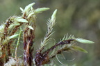 Aulacomnium palustre (Almindelig Filtmos)