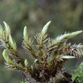 Aulacomnium palustre (Almindelig Filtmos)