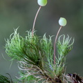 Bartramia pomiformis (Gulgrøn Kuglekapsel)