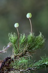 Bartramia pomiformis (Gulgrøn Kuglekapsel)