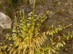 Brachythecium rutabulum (Almindelig Kortkapsel)