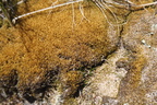 Campylopus introflexus (Stjerne-Bredribbe)