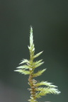 Cirriphyllum piliferum (Almindelig Penselmos)