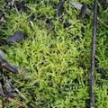 Cirriphyllum_piliferum_Almindelig_Penselmos_19092014_Daugbjerg_Kalkgruber_001.JPG