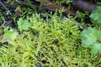 Cirriphyllum piliferum (Almindelig Penselmos)