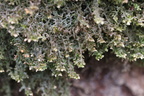 Frullania tamarisci (Glinsende Bronzemos)