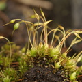 Funaria hygrometrica (Almindelig Snobørste)