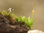 Funaria hygrometrica (Almindelig Snobørste)