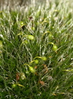 Grimmia pulvinata (Pude-Gråmos)