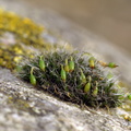 Grimmia pulvinata (Pude-gråmos)