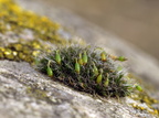 Grimmia pulvinata (Pude-gråmos)