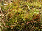 Hamatocaulis vernicosus (Blank Seglmos)