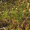 Limprichtia cossonii (Grøn Krumblad)