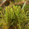 Limprichtia cossonii (Grøn Krumblad)