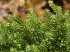 Plagiochila asplenoides ssp. asplenoides (Radeløv-Bregnemos)