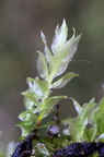 Plagiomnium elatum (Raslende Krybstjerne)