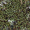 Polytrichum piliferum (Hårspidset Jomfruhår)