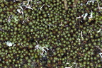 Polytrichum piliferum (Hårspidset Jomfruhår)
