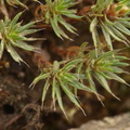 Polytrichum piliferum (Hårspidset jomfruhår)