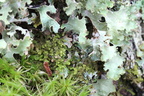 Ptilidium pulcherrimum (Stub-Frynsemos)