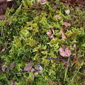 Ptilium crista-castrensis (Fjer-Kammos)