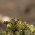 Rhizomnium punctatum (Almindelig Bredbladmos)