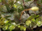 Rhizomnium punctatum (Almindelig Bredbladmos)