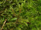 Rhytidiadelphus loreus (Ulvefod-Kransemos)