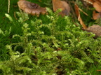 Rhytidiadelphus triquetrus (Stor Kransemos)
