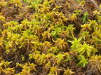 Sphagnum denticulatum, auriculatum (Rødbrun Tørvemos)