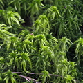Sphagnum fallax (Brodspids-Tørvemos)
