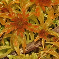 Sphagnum fallax (Brodspids-Tørvemos)
