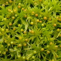 Sphagnum fimbriatum (Frynset Tørvemos)