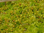 Sphagnum fimbriatum (Frynset Tørvemos)