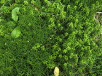 Sphagnum fimbriatum (Frynset Tørvemos), Sphagnum fallax (Brodspids Tørvemos)