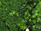 Sphagnum fimbriatum (Frynset Tørvemos), Sphagnum fallax (Brodspids Tørvemos)