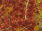 Sphagnum magellanicum (Rød Tørvemos)