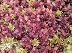 Sphagnum magellanicum (Rød Tørvemos)