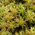 Sphagnum obtusum (Småporet tørvemos)