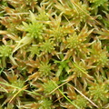 Sphagnum obtusum (Småporet tørvemos)