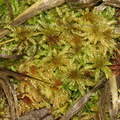 Sphagnum palustre (Almindelig Tørvemos)