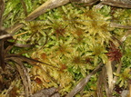 Sphagnum palustre (Almindelig Tørvemos)