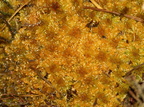 Sphagnum papillosum (Sod-Tørvemos)