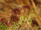 Sphagnum rubellum (Kohorns-Tørvemos)