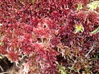 Sphagnum rubellum (Kohorns-Tørvemos)