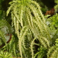 Sphagnum squarrosum (Udspærret Tørvemos)