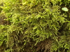 Thamnobryum alopecurum (Mat Bækkost)