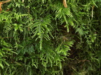 Thamnobryum alopecurum (Mat Bækkost)